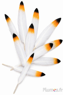 Oca punta zafferano-nera - 10-15 cm - bianco-crema